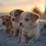 Pet Carrier Safety Tips Every Owner Should Know